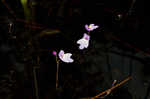 Eastern purple bladderwort